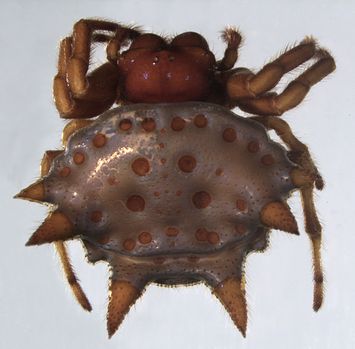 Vorschaubild Gasteracantha astrigera L. Koch, 1871